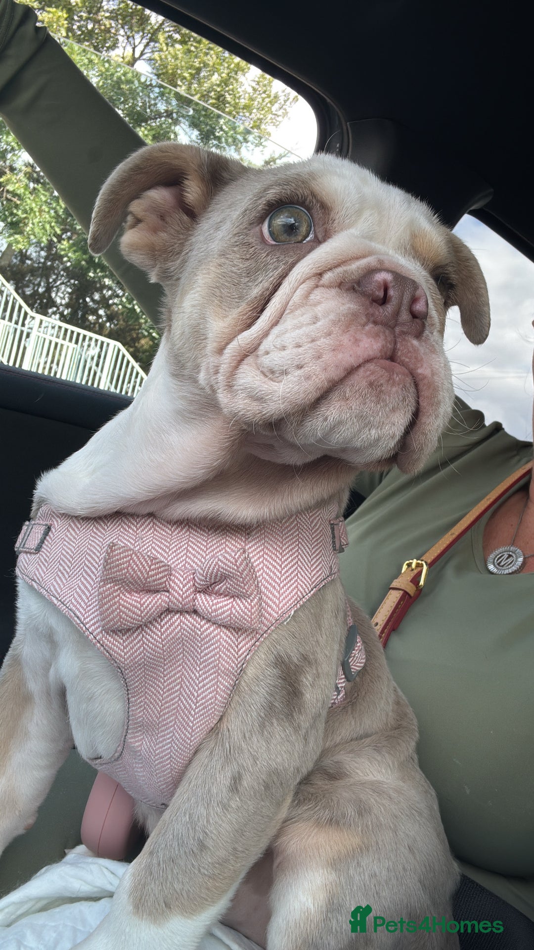 English Bulldog dogs for sale: One gorgeous female left 🐶  in Billericay - Image 4