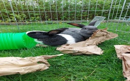 English rabbits for sale: Female and Male 4 Year Old Rabbits With Full Setup - Image 2