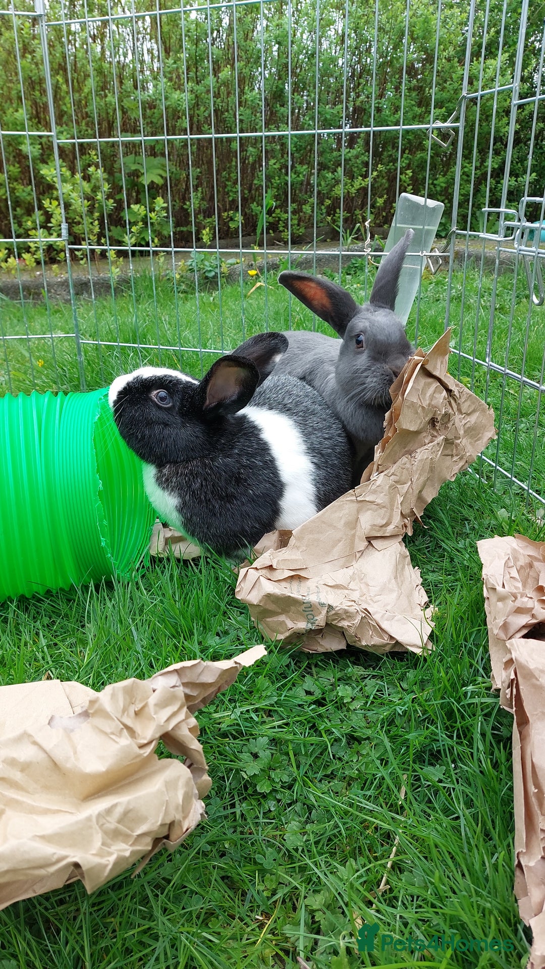 English rabbits for sale: Female and Male 4 Year Old Rabbits With Full Setup - Image 2
