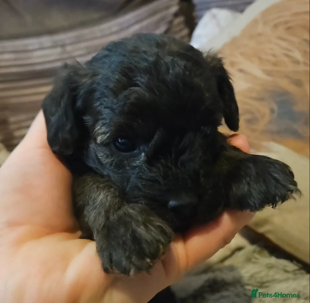 Mixed Breed dogs for sale: Beautiful Stunning Westiepoo Puppies - Advert 16