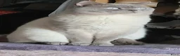 British Shorthair cats for sale: GCCF ACTIVE LILAC COLOURP BRITISH SHORT HAIR MALE  - Advert 8