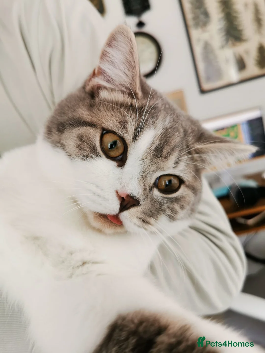 Mixed Breed cats for sale: Male Kitten British Shorthair Mix - Advert 2