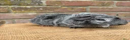 Guinea Pig rodents for sale: Handsome boars  - Advert 3