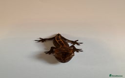 Gecko reptiles for sale: crested geckos  - Image 1
