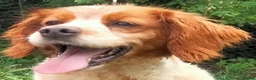 Brittany Spaniel dogs for adoption: Tormenta - Advert 1