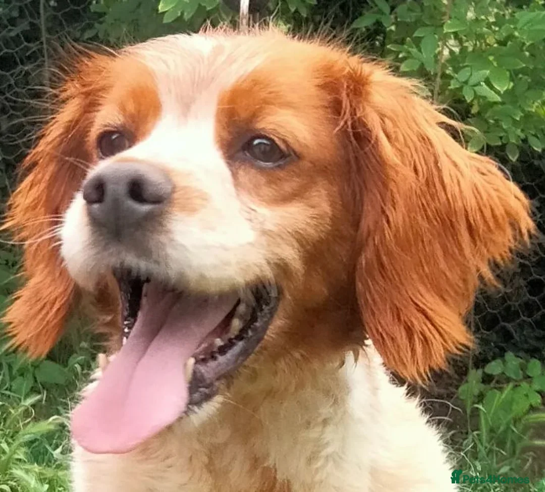 Brittany Spaniel dogs for adoption: Tormenta - Advert 1