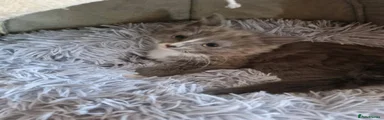 Siberian 4