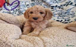 Labradoodle dogs for sale: Gorgeous miniature labradoodle puppies. - Image 16