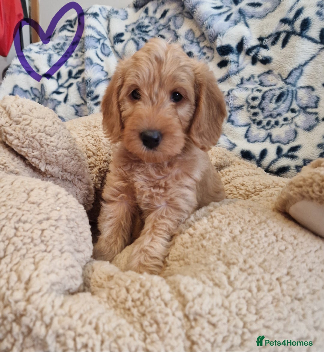 Labradoodle dogs for sale: Gorgeous miniature labradoodle puppies. - Image 16