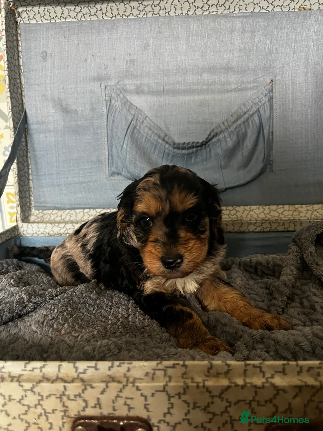 Cockapoo dogs for sale: Cockapoo’s ready beginning of April in Stoke-on-Trent - Advert 2