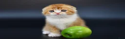 Scottish Fold cats for sale: LICENSED CATTERY PURE BREED TOP QUALITY KITTENS - Advert 3