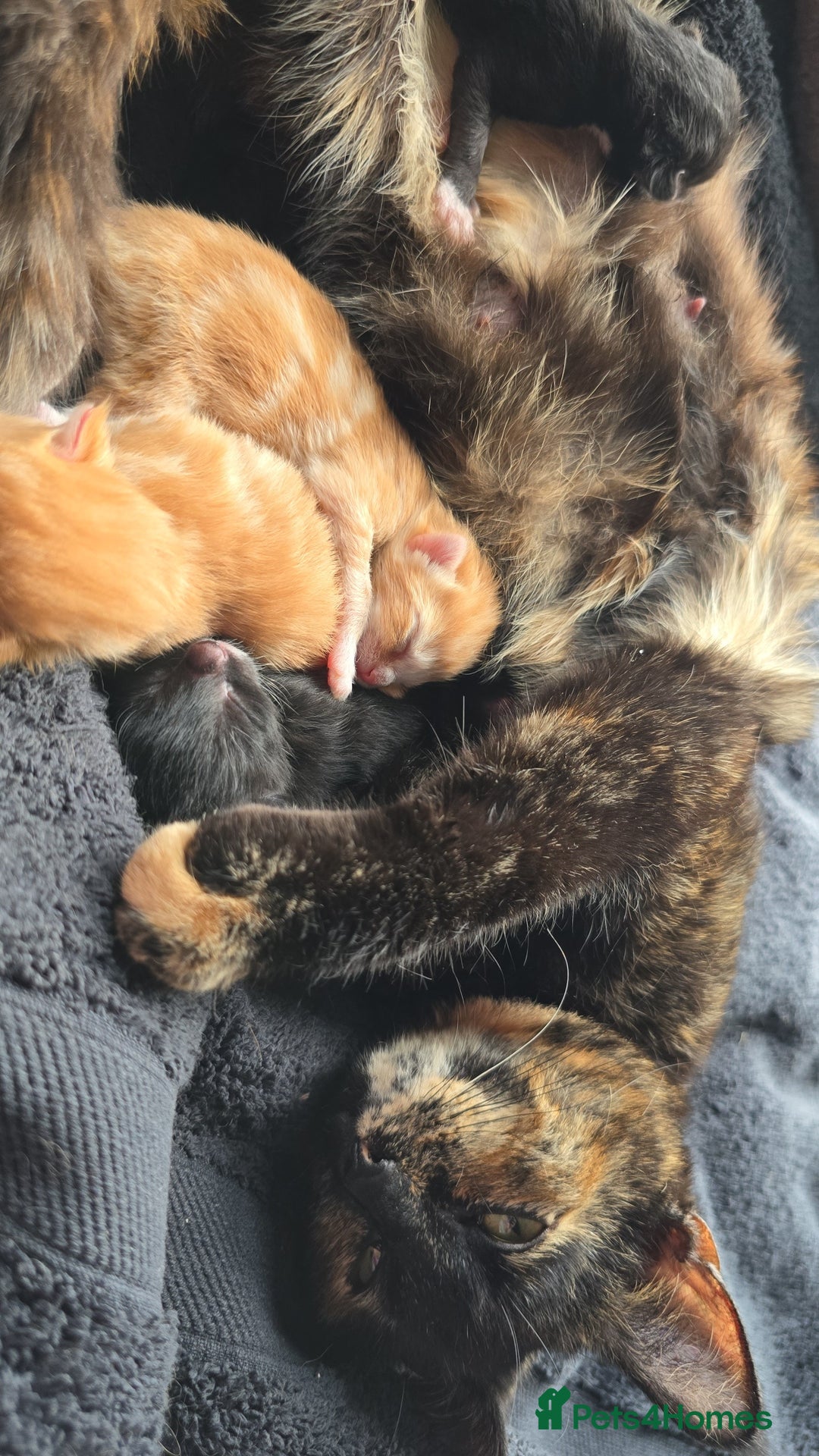 Mixed Breed cats for sale: Kittens for Sale - Image 1