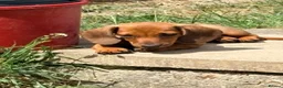 Miniature Dachshund dogs for sale: ⭐️REDUCED⭐️KC Miniature Smooth haired Dachshund  - Advert 22