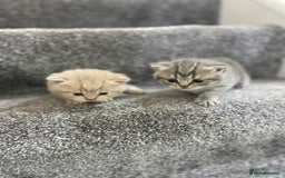 British Shorthair cats for sale: Gorgeous British shorthair kittens  - Image 8