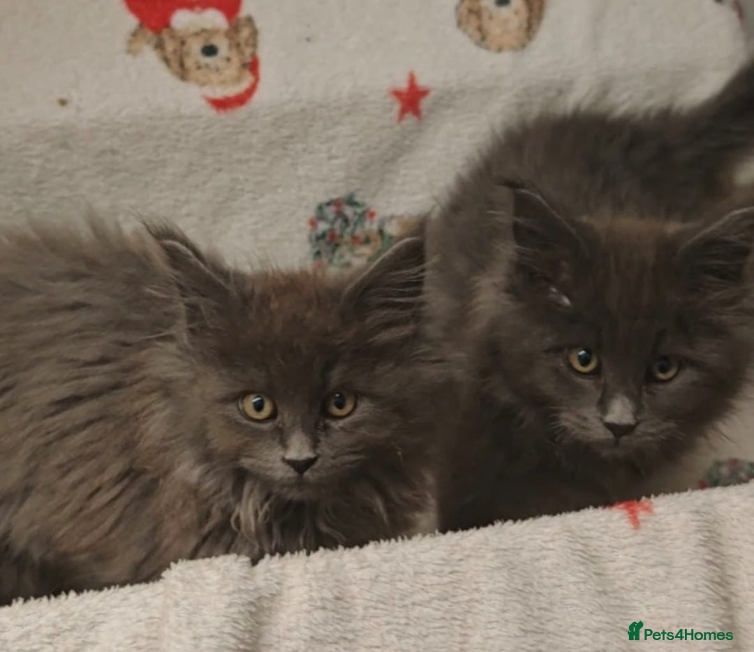 Maine Coon cats for sale: Beautiful Maine coon kittens - Image 16