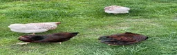 Chickens poultry for sale: Bantam Wyandotte’s needing new home.  in Stockbridge - Advert 2