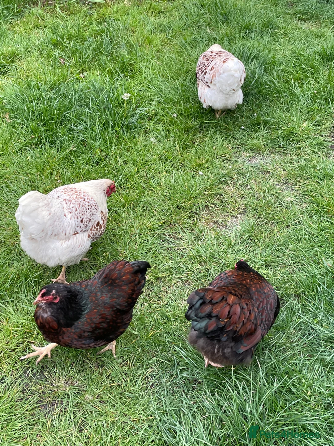 Chickens poultry for sale: Bantam Wyandotte’s needing new home.  in Stockbridge - Advert 2