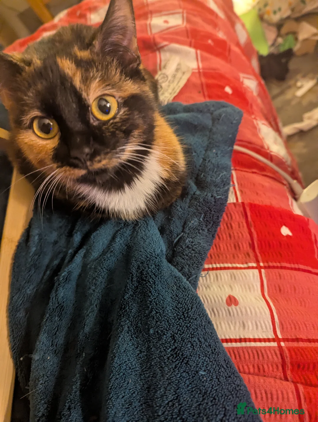 Mixed Breed cats for sale: Gorgeous 7 month old kittens  - Advert 5