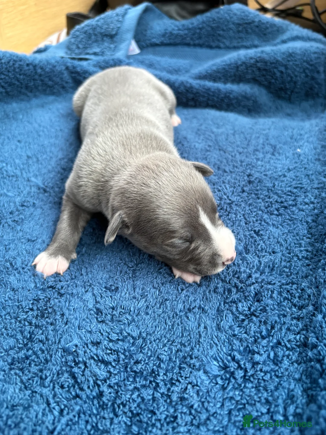 Whippet dogs for sale: 💕⭐️KC WHIPPET PUPS⭐️ 💕 - Advert 19