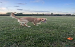 Golden Retriever dogs for sale: 7 months old Golden Retriever - Image 6
