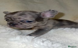 French Bulldog dogs for sale: Lilac blue eyed litter of 6. DWKC registered  - Image 17