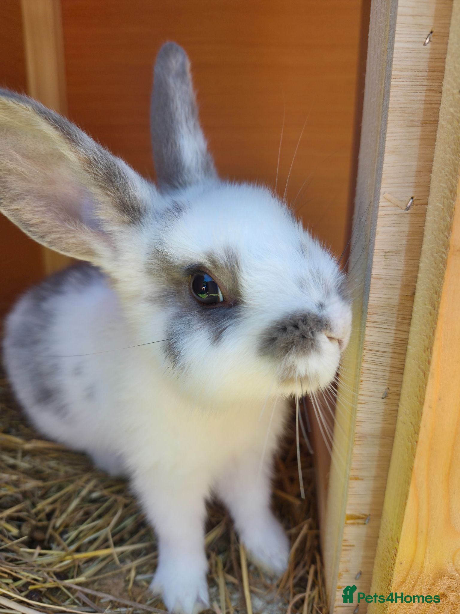 Netherland Dwarf rabbits Netherlands Dwarf Buck READY FOR NEW HOME NOW - Advert 2