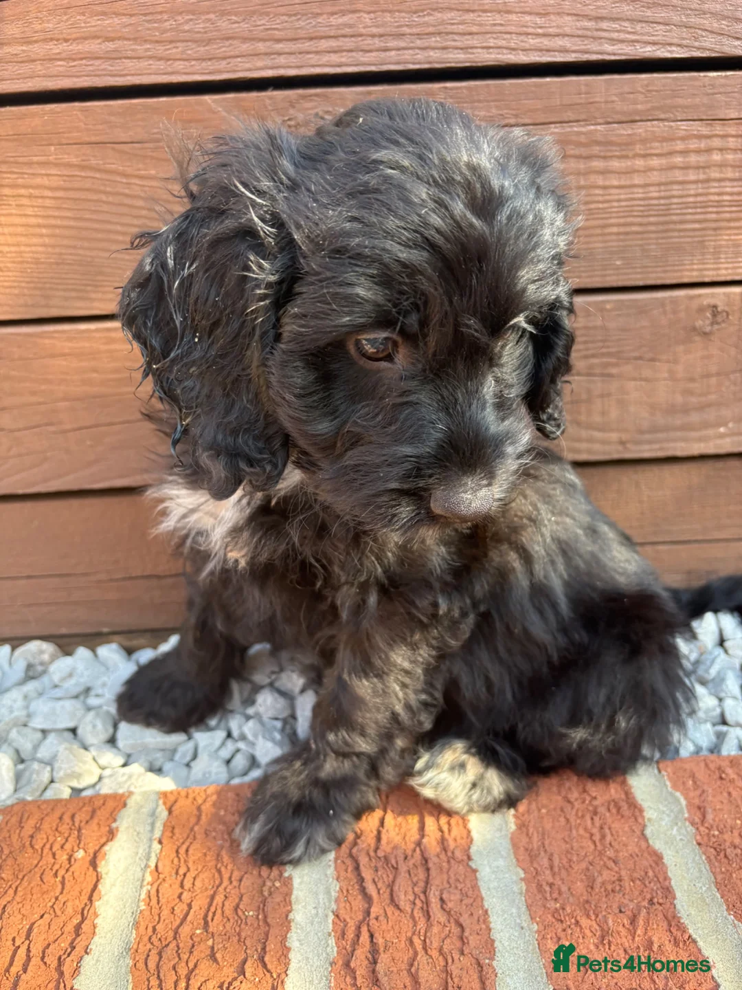 Cockapoo dogs for sale:  F1 Cockapoo Puppy  🧡READY NOW❤️ - Advert 2