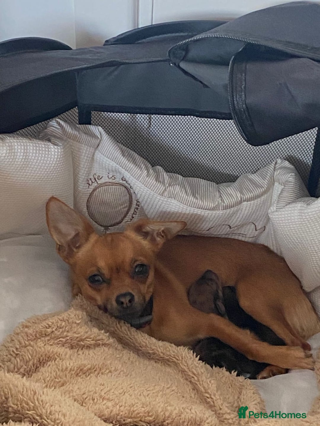 Chiweenie dogs for sale: Two beautiful puppy’s male - Advert 7