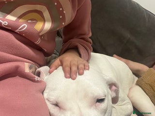 American Bulldog dogs - Advert 10