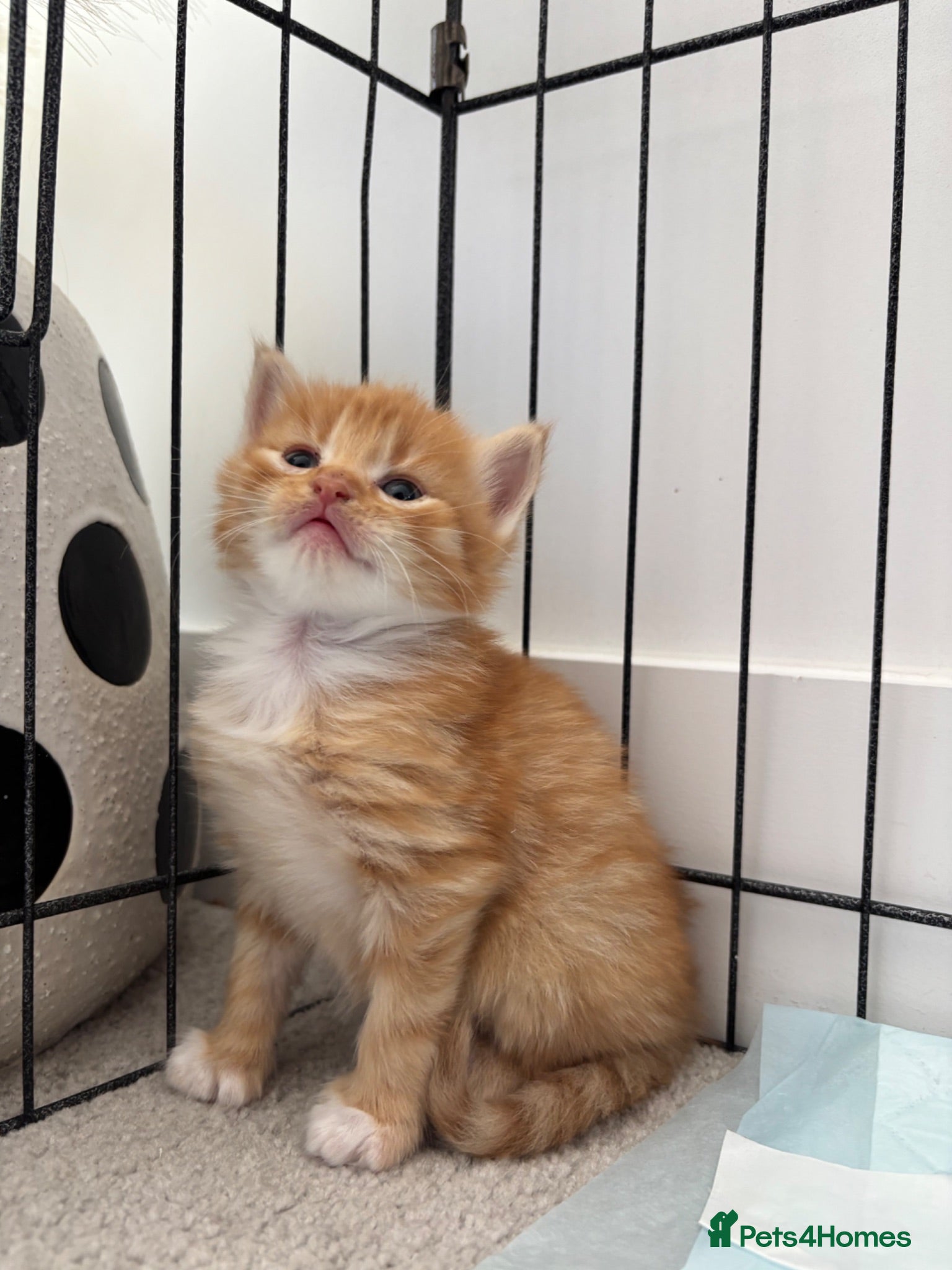 Mixed Breed cats Beautiful Kittens Looking for Their Forever Home - Advert 3