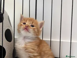 Mixed Breed cats Beautiful Kittens Looking for Their Forever Home - Advert 3