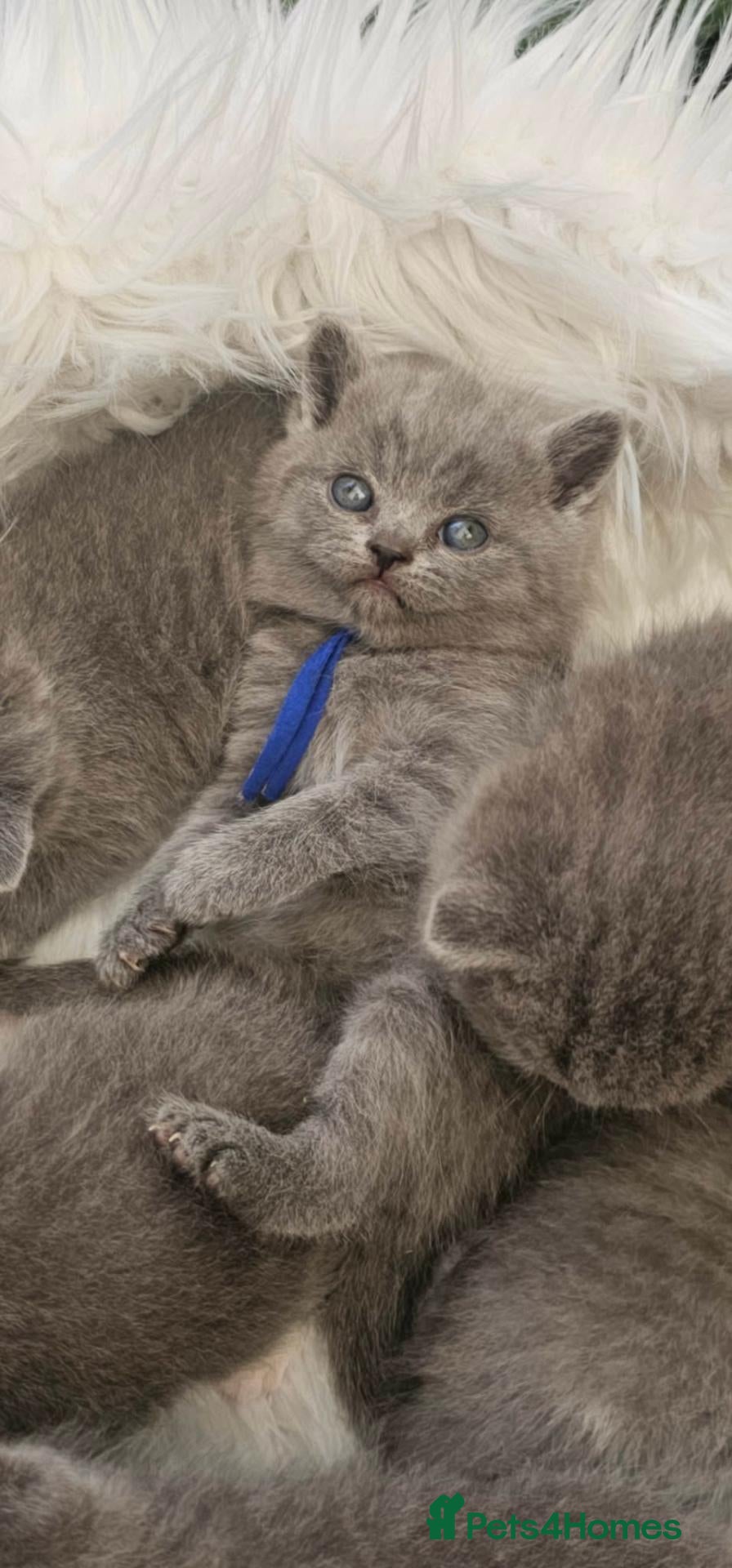 British Shorthair cats GCCF Registered British Shorthair Kittens - Advert 2