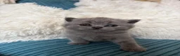 British Shorthair cats for sale: GCCF Registered British ShortHair Kittens  - Advert 3