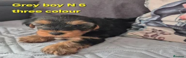 Mixed Breed 1