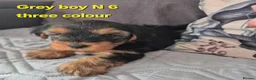 Mixed Breed dogs for sale: Ready now Yorkshire/Biewier terriers puppy's  - Advert 5