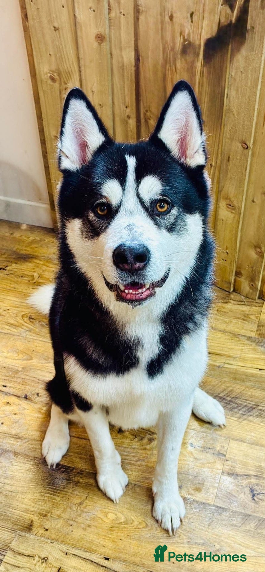 Mixed Breed dogs for sale: Tony-5 year old Siberian husky - Advert 8