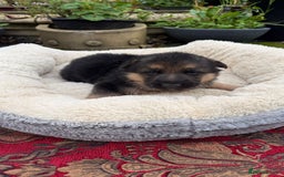 German Shepherd dogs for sale: German Shepherd puppy for sale - Image 11