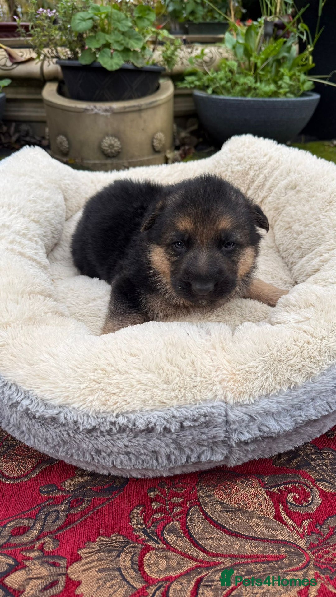 German Shepherd dogs for sale: German Shepherd puppy for sale - Image 11