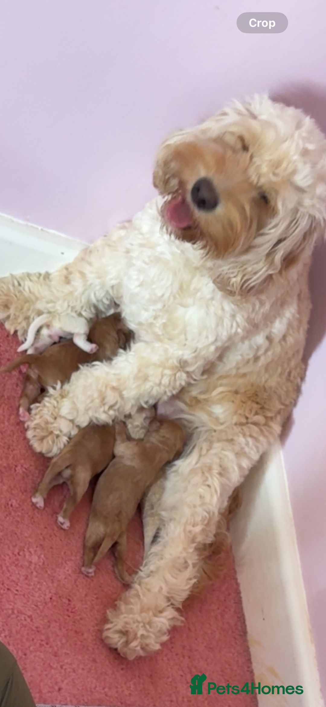 Cockapoo dogs for sale: Cockapoo - Image 11