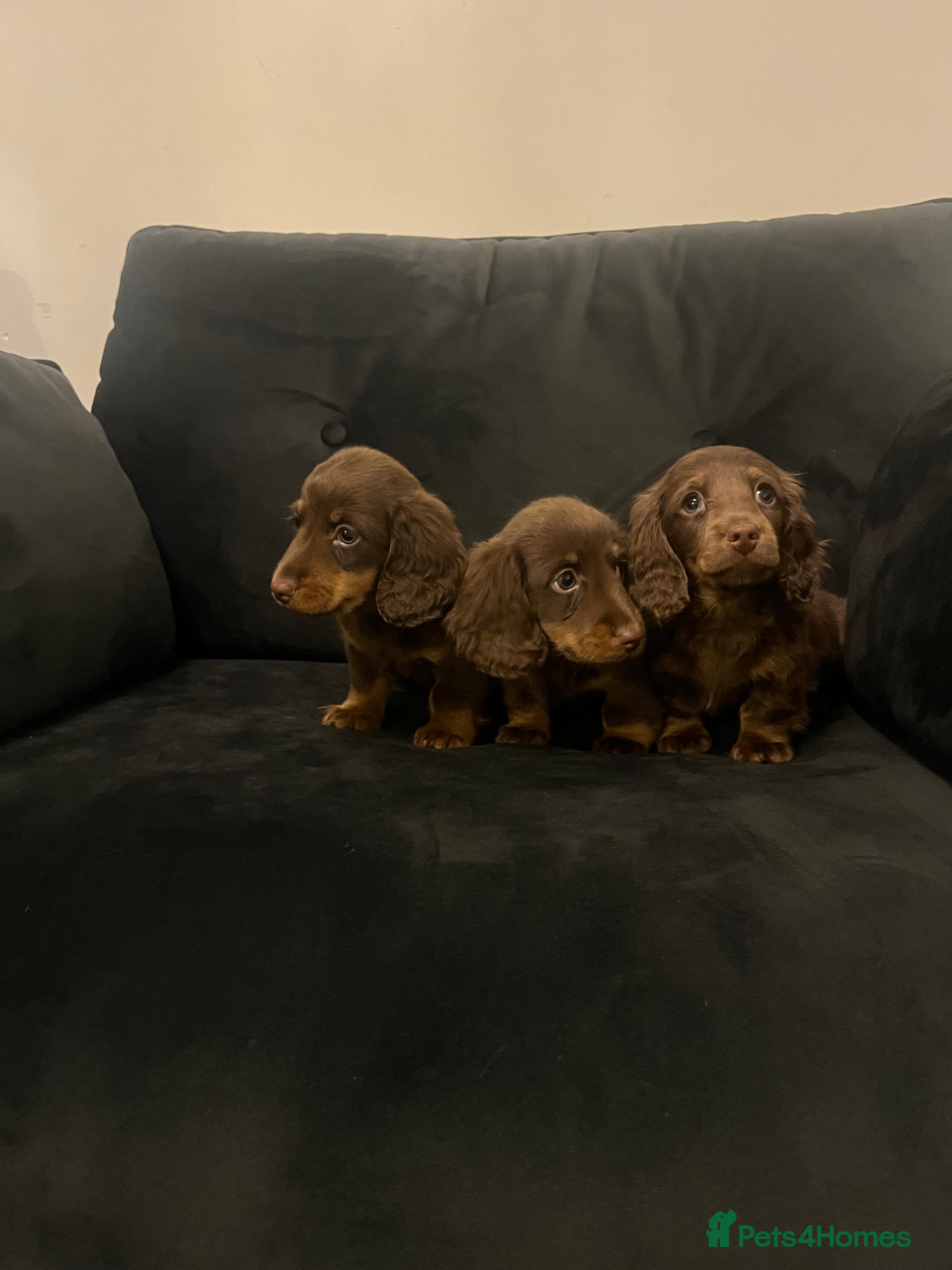Miniature Dachshund dogs Stunning long haired  miniature dachshunds - Advert 1