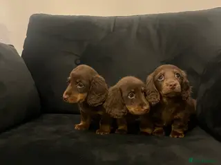 Miniature Dachshund dogs Stunning long haired miniature dachshunds - Advert 1