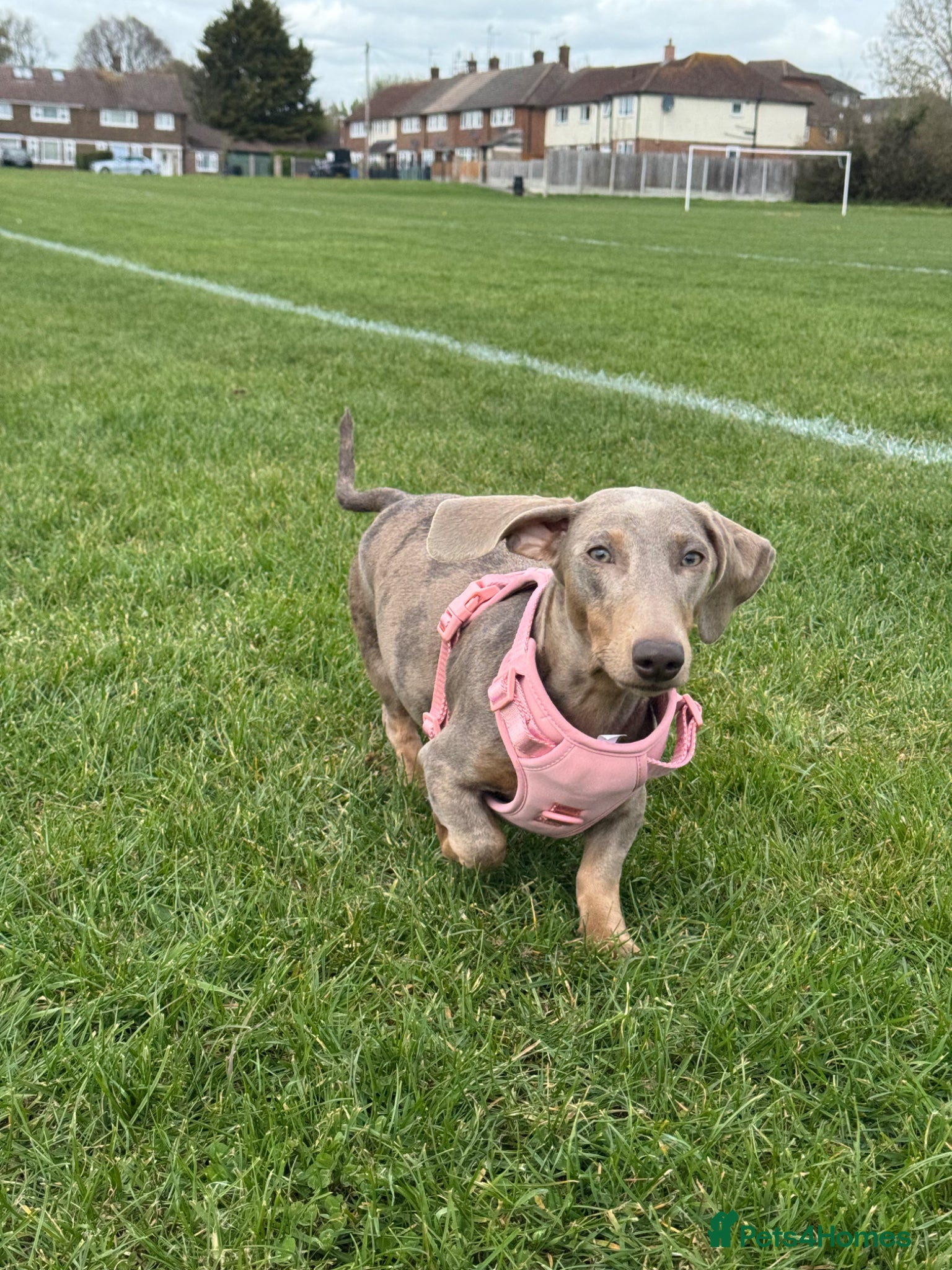 Miniature Dachshund dogs Miniature Dachshunds - Advert 4