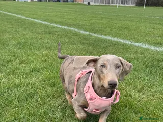 Miniature Dachshund dogs Miniature Dachshunds - Advert 4