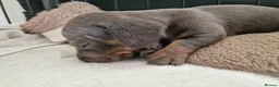 Miniature Dachshund dogs for sale: Beautiful Dachshunds - Advert 10