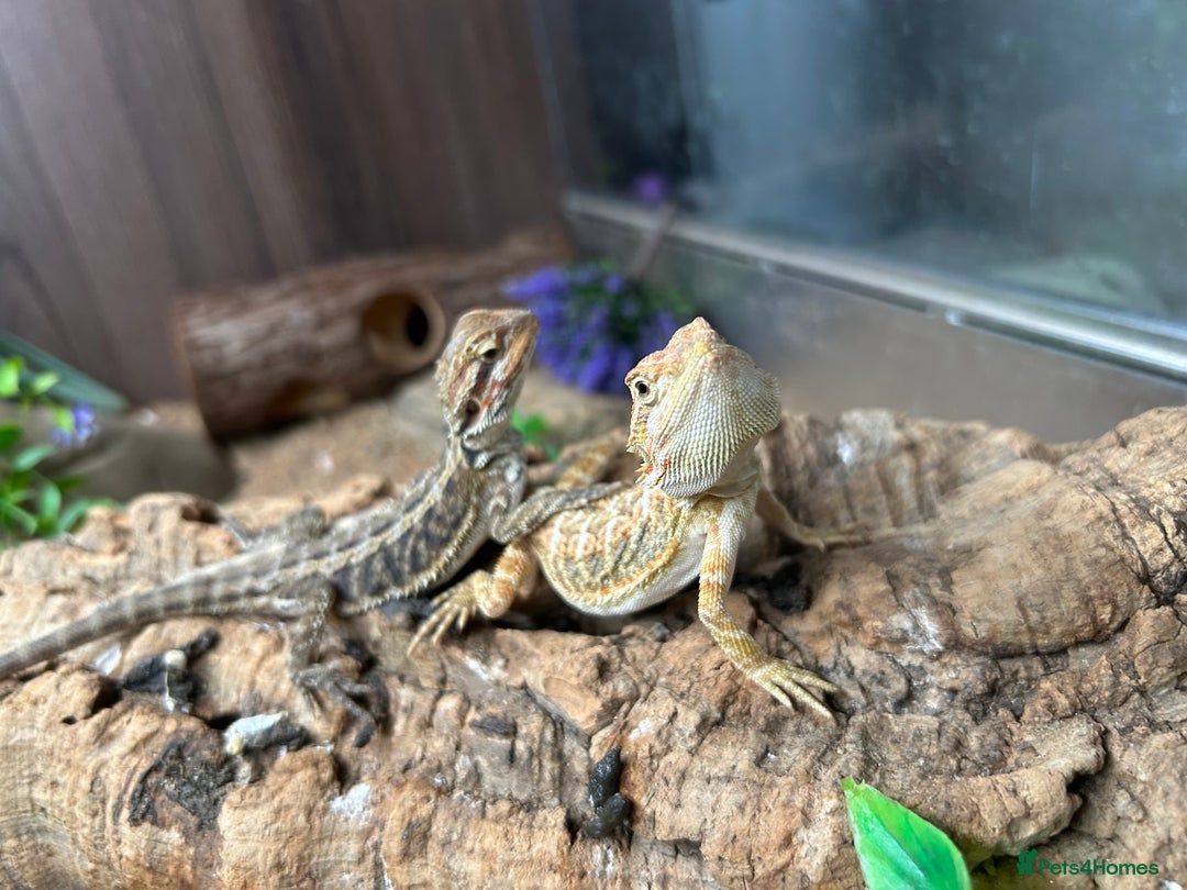 Bearded Dragon reptiles for sale: baby bearded dragons  - Image 4