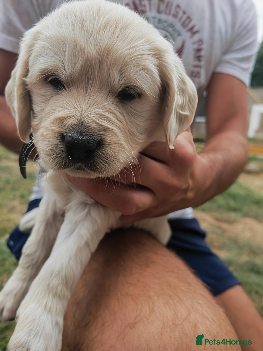 Golden Retriever dogs for sale: Gorgeous Golden Retriever Puppies  - Image 11