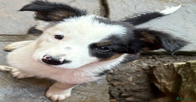 Border Collie dogs - Advert 3