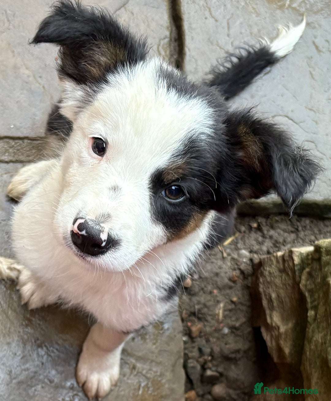 Border Collie dogs for sale: One Wonderful Boy Available - Image 6