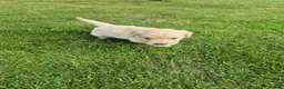 Golden Retriever dogs for sale: KC Registered Golden Retrievers- DNA Health Tested - Advert 16