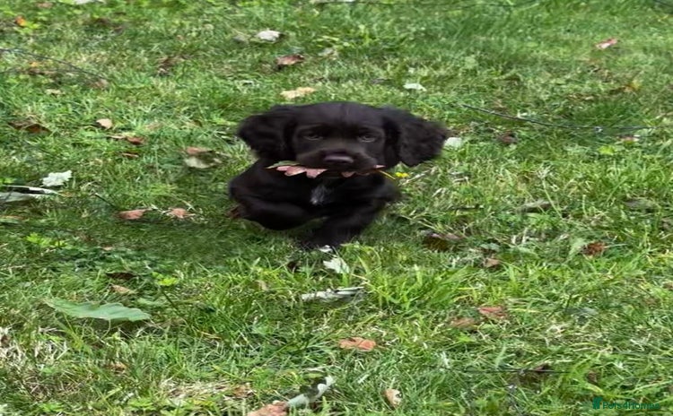 Cocker Spaniel dogs - Advert 8